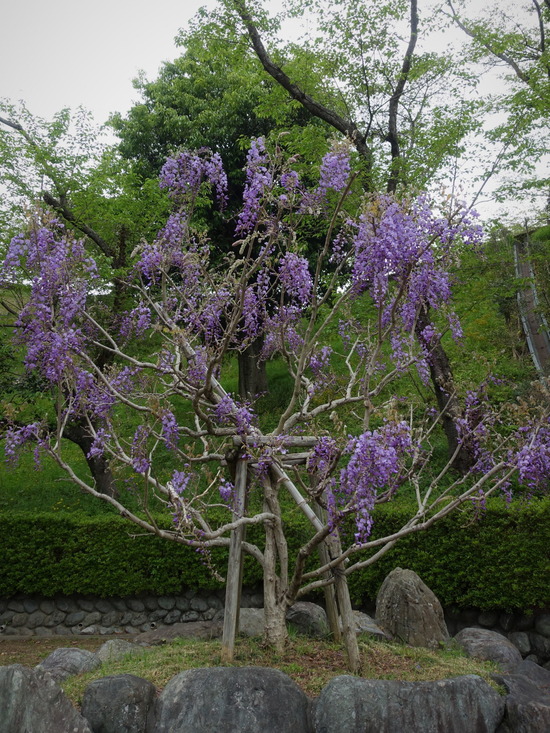 蓮華寺池公園(1)