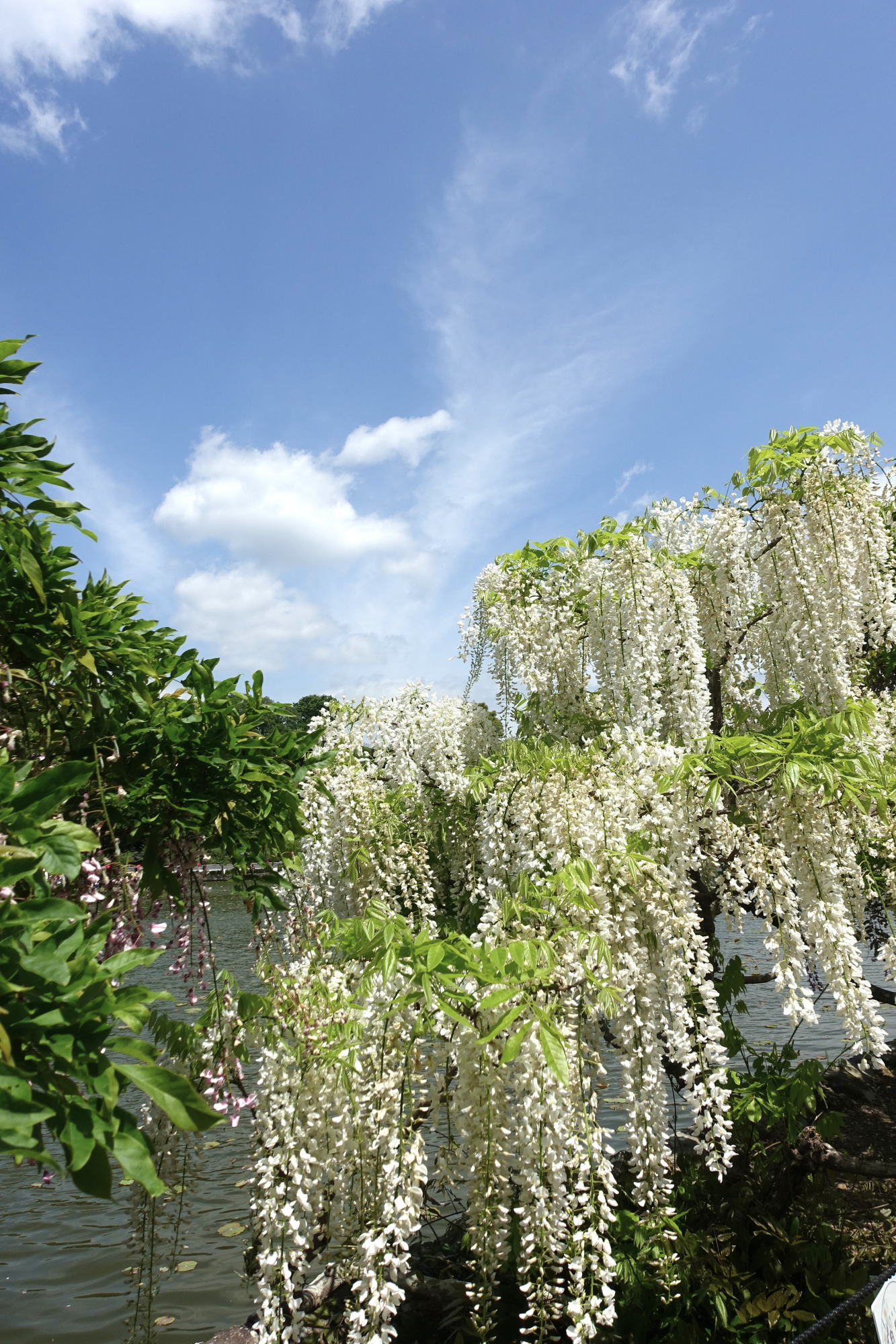 J. Long Field蓮華寺池公園の藤祭り～コメント