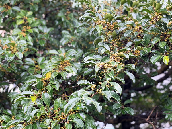 ベランダ (2)