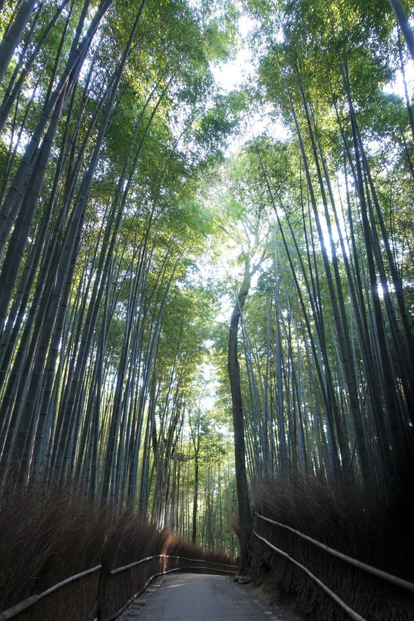 竹林を散歩 (1)