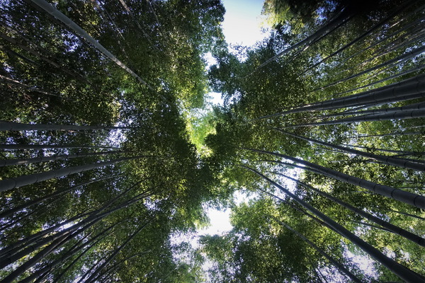 竹林を散歩 (2)