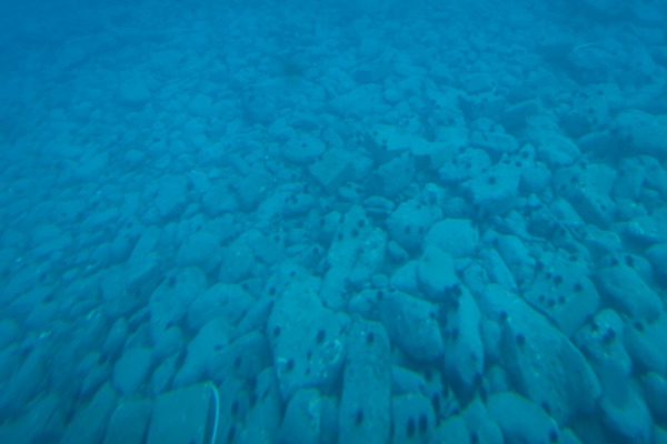 海とかもめ (9)