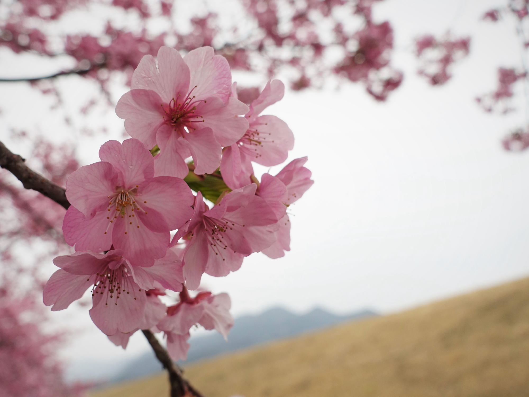 雨の中の花見 河津桜 J Long Field