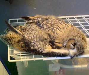 猛禽類は可愛いの そらをとぶ 猛禽類は可愛いの そらをとぶ