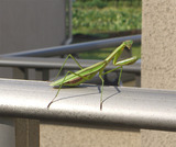 ���ޥ��꽱��