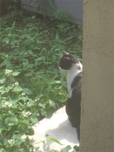 ����ä�������