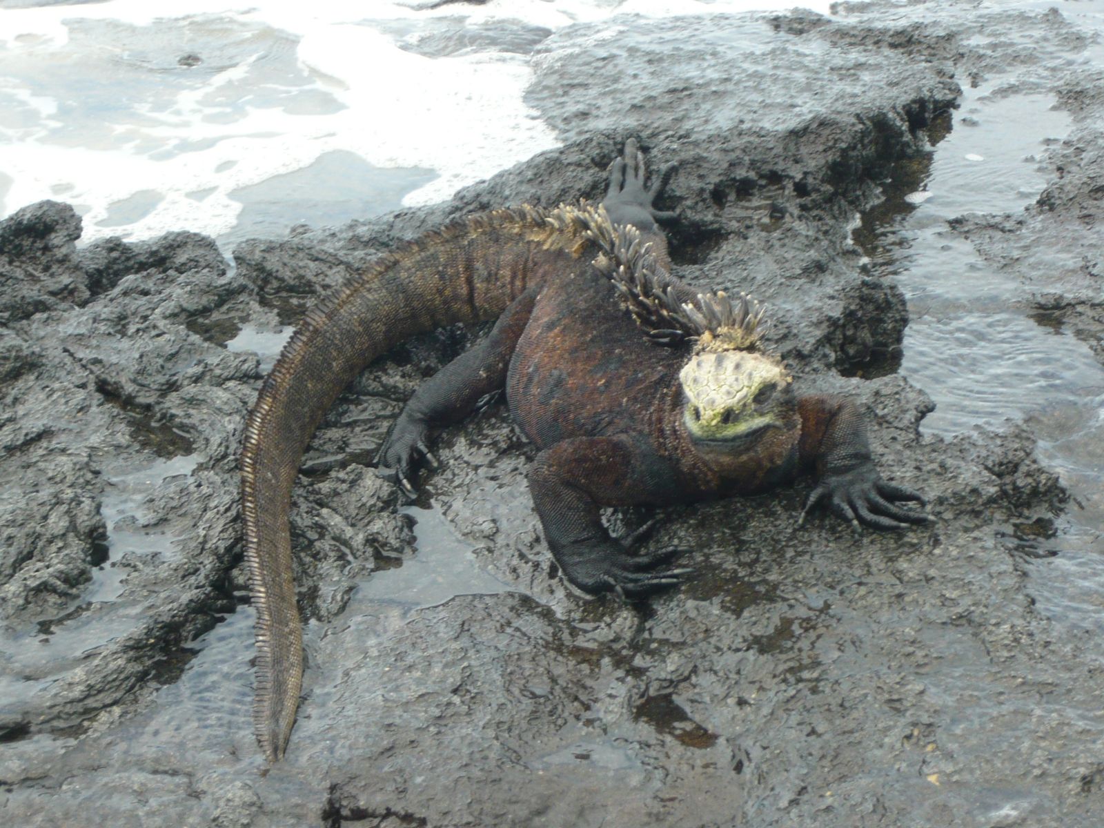 ガラパゴス諸島 イザベラ島 ボーダー はな夫婦旅行記 ガラパゴス諸島 イザベラ島 ボーダー はな夫婦旅行記