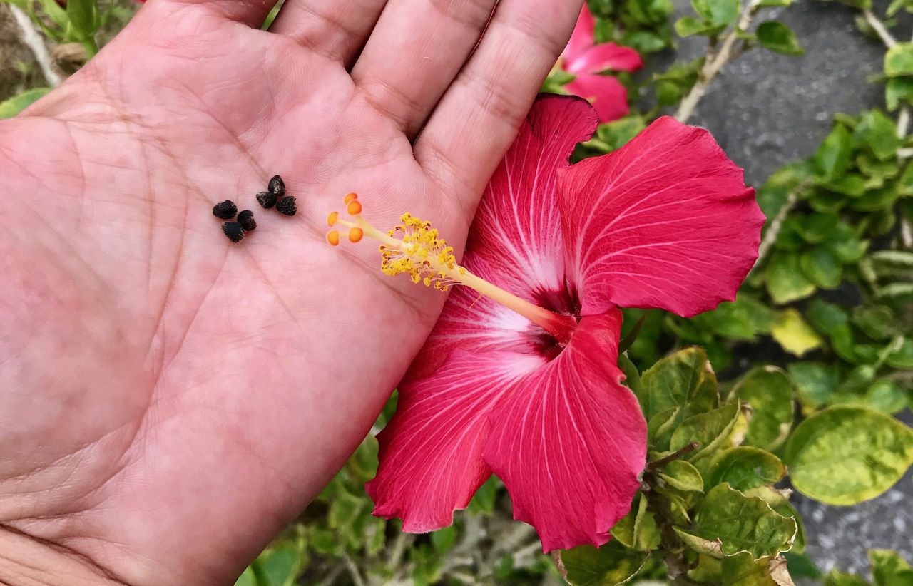 我が家にハイビスカスがやってきた 2 種まきさんの種まきブログ 沖縄から
