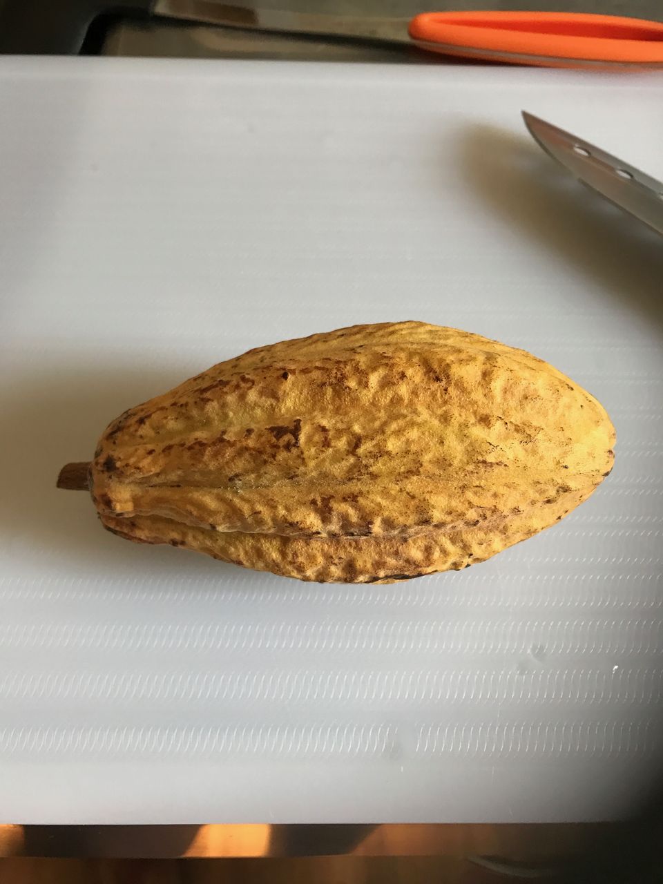 我が家にカカオがやってきた 種まきさんの種まきブログ 沖縄から