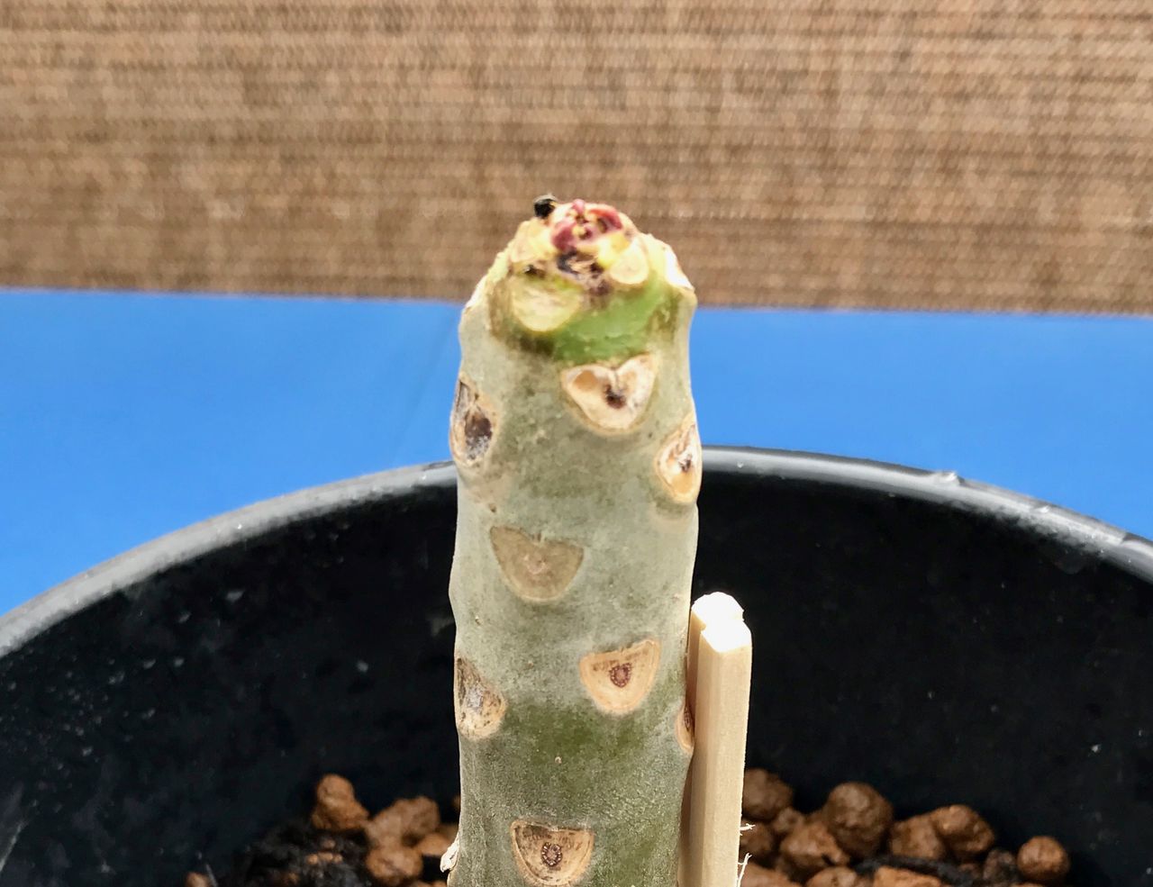 我が家にプルメリアがやってきた 5 種まきさんの種まきブログ 沖縄から
