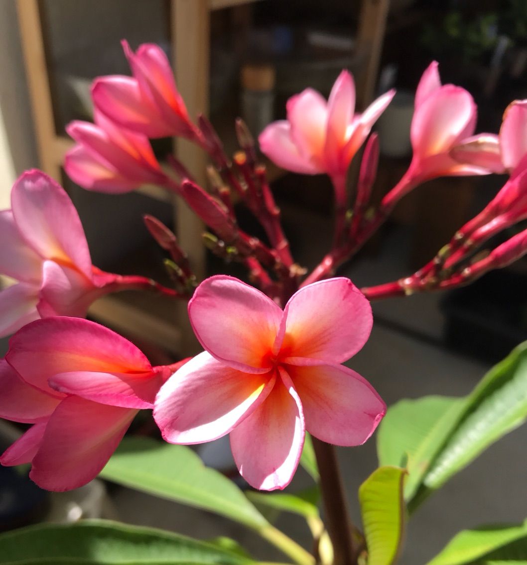 我が家にプルメリアがやってきた 19 種まきさんの種まきブログ 沖縄から 我が家にプルメリアがやってきた 19 種まきさんの種まきブログ 沖縄から