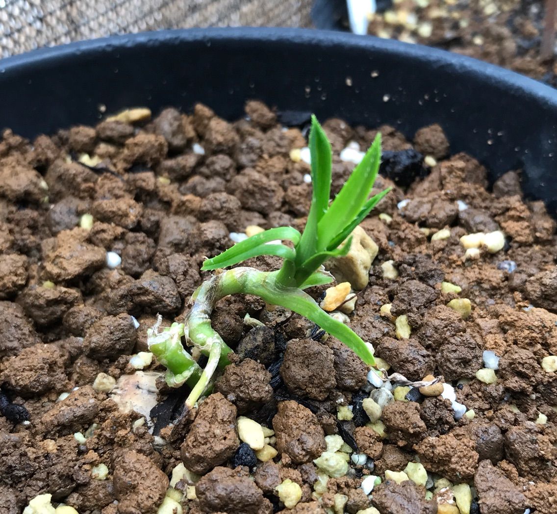 沖縄 種まきさんの種まきブログ 沖縄から