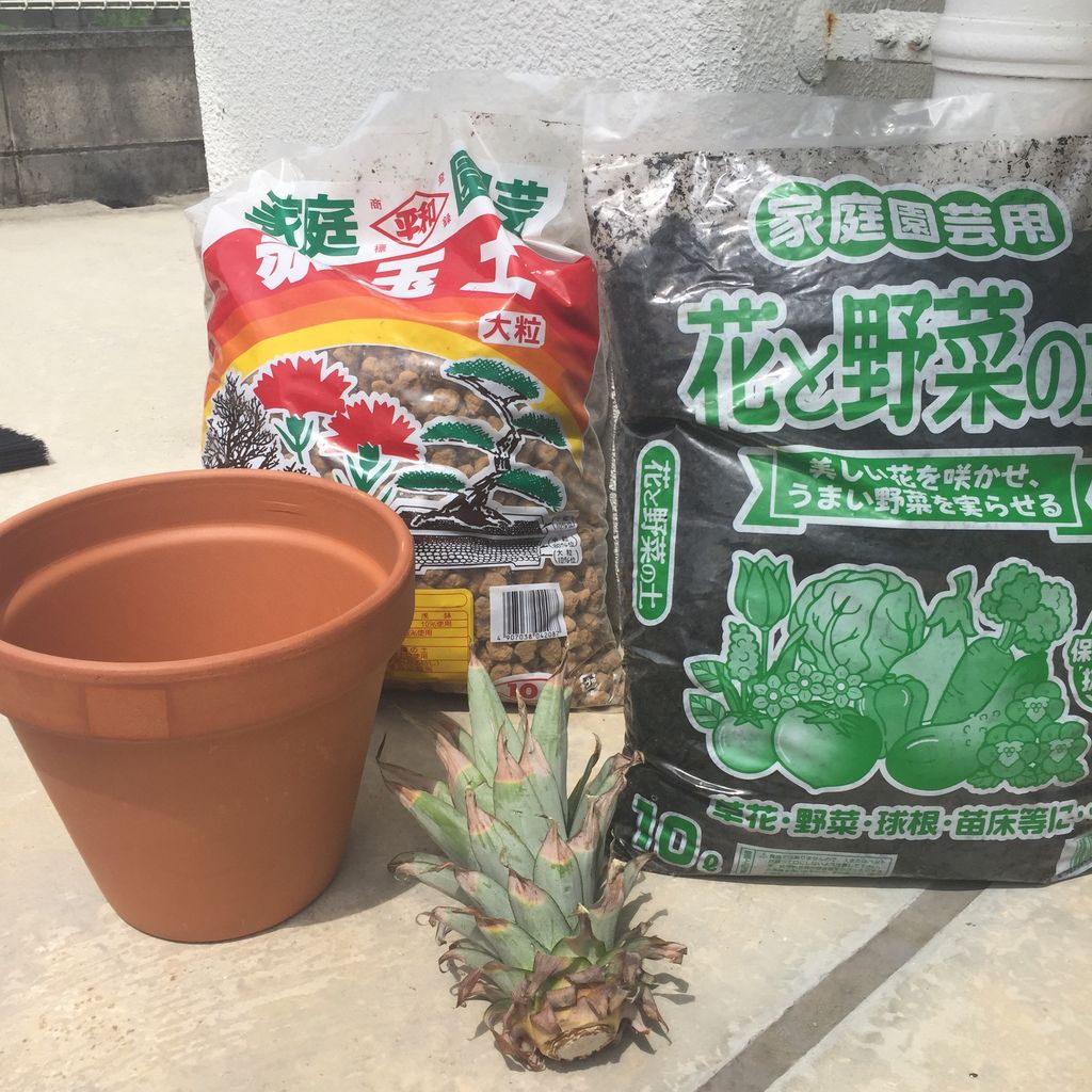 我が家にパイナップルがやってきた 種まきさんの種まきブログ 沖縄から