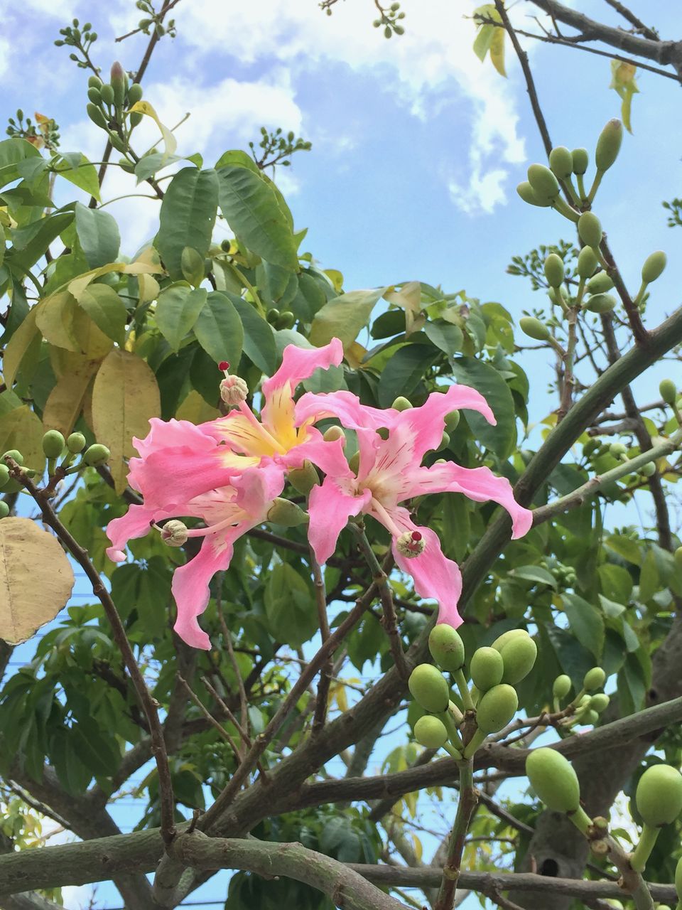最高11月 種まき 花 美しい花の画像 最高11月 種まき 花 美しい花の画像