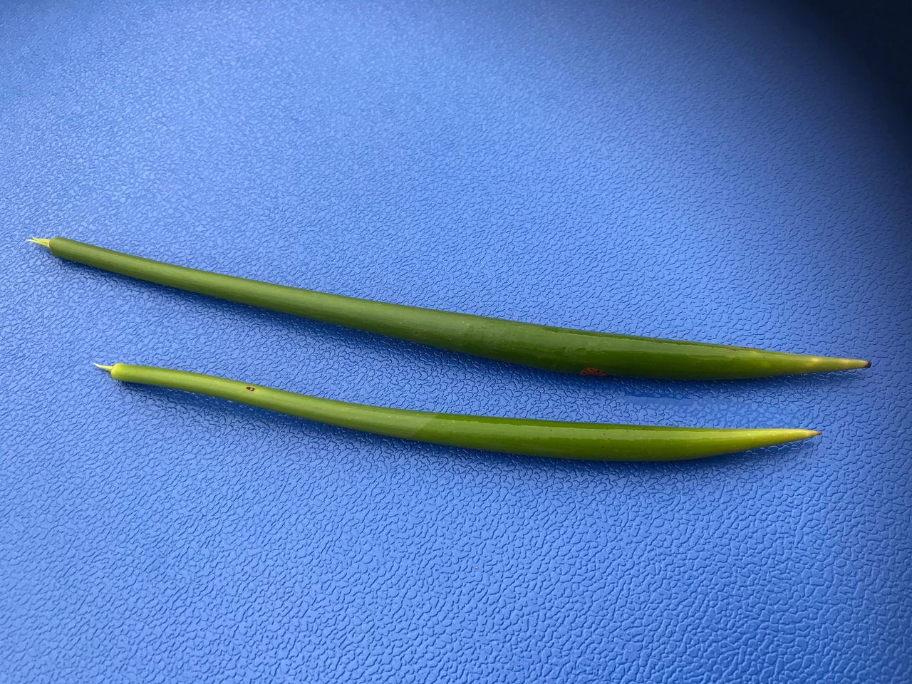 我が家にメヒルギがやってきた 種まきさんの種まきブログ 沖縄から 我が家にメヒルギがやってきた 種まきさんの種まきブログ 沖縄から