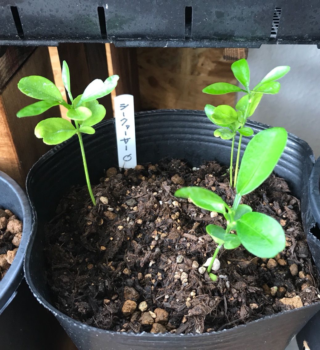 17年06月 種まきさんの種まきブログ 沖縄から