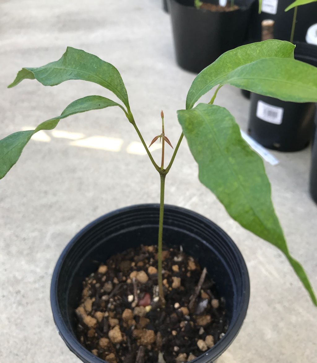 我が家にライチがやってきた 5 種まきさんの種まきブログ 沖縄から