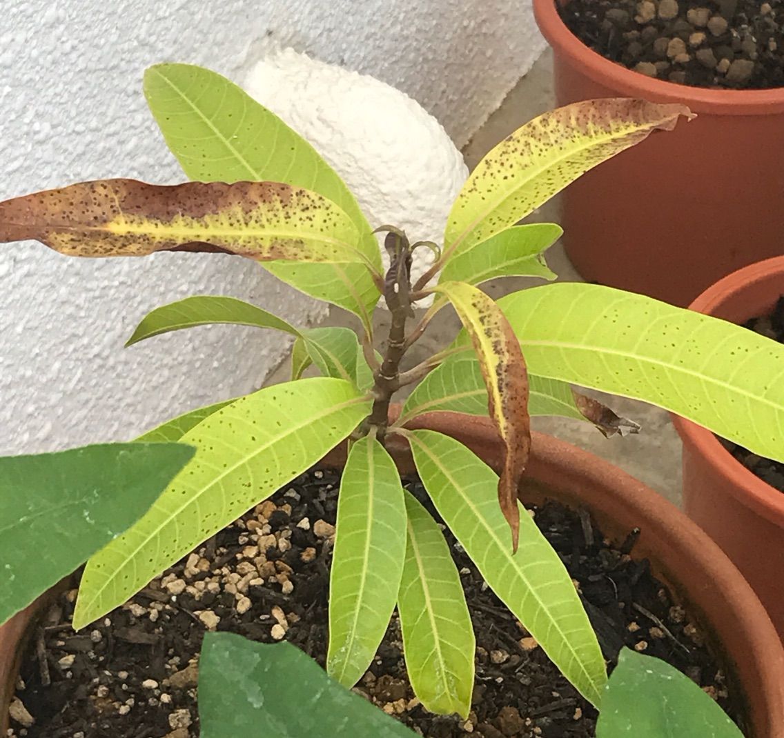 種まきさんの種まきブログ 沖縄から