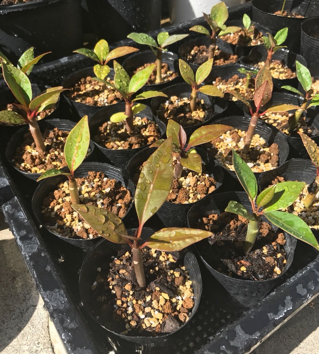 我が家にプルメリアがやってきた 15 種まきさんの種まきブログ 沖縄から