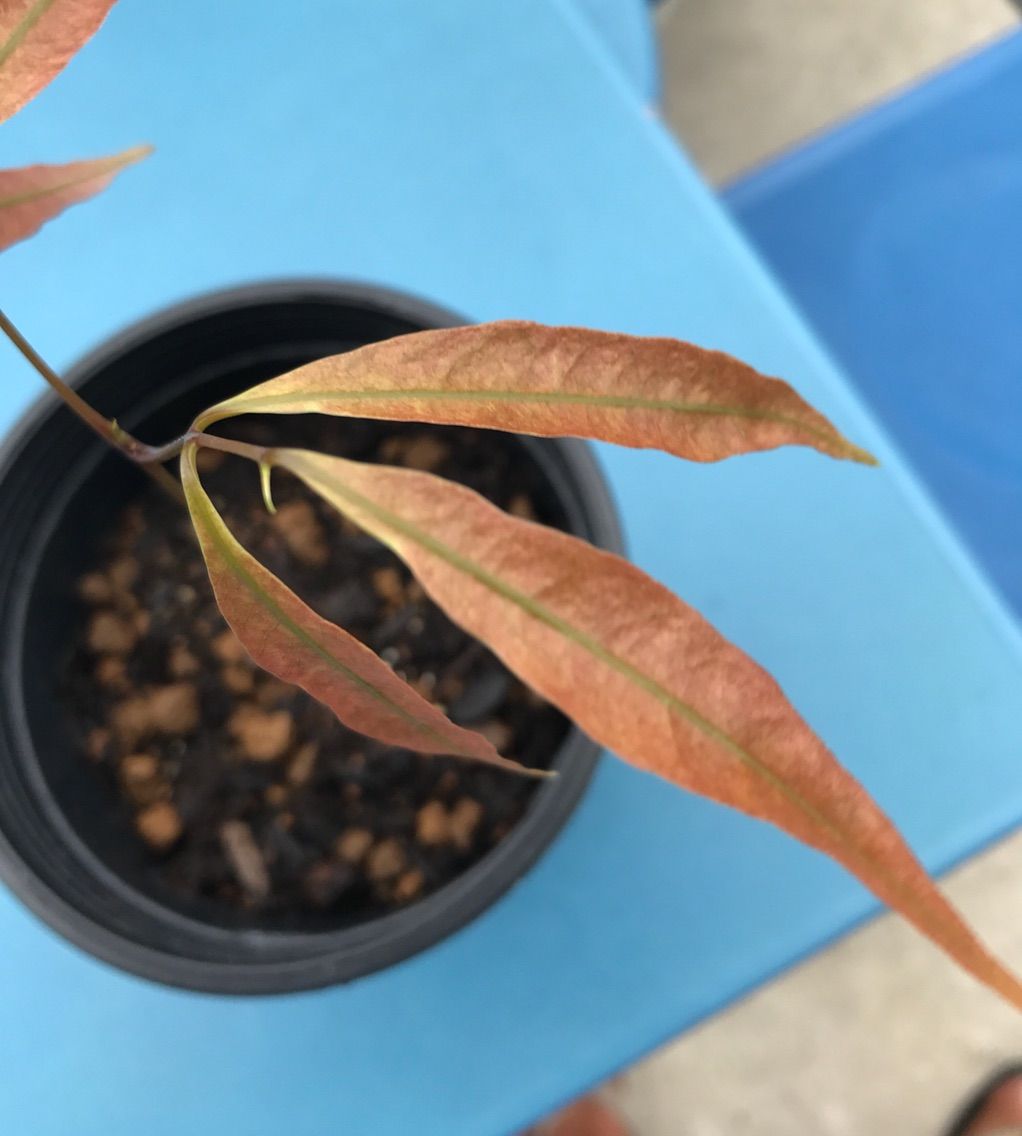 我が家にライチがやってきた 4 種まきさんの種まきブログ 沖縄から