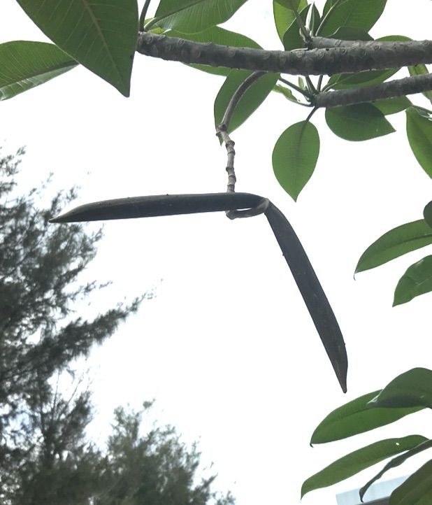 我が家にプルメリアがやってきた 14 種まきさんの種まきブログ 沖縄から