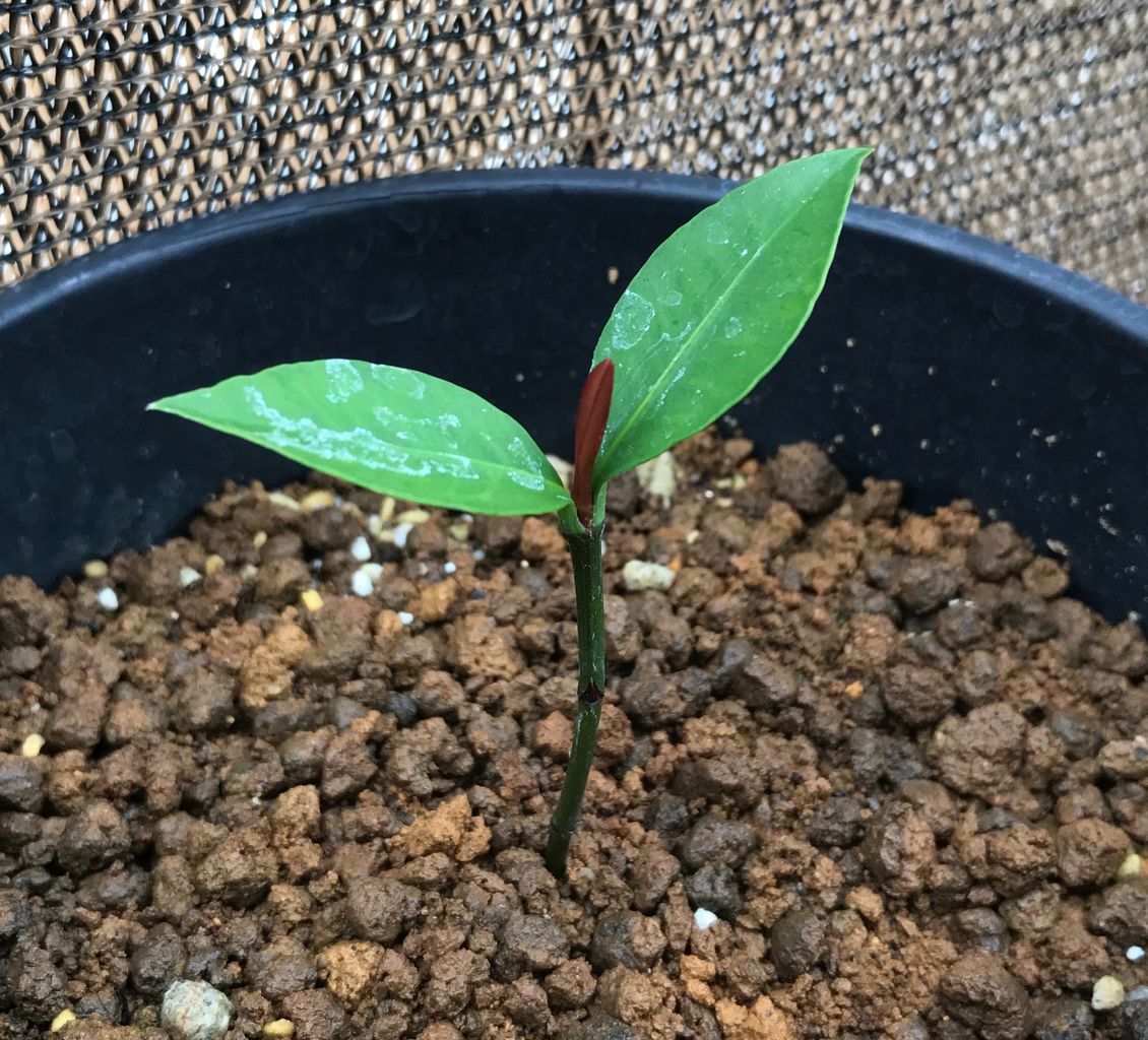 発芽 種まきさんの種まきブログ 沖縄から 発芽 種まきさんの種まきブログ 沖縄から