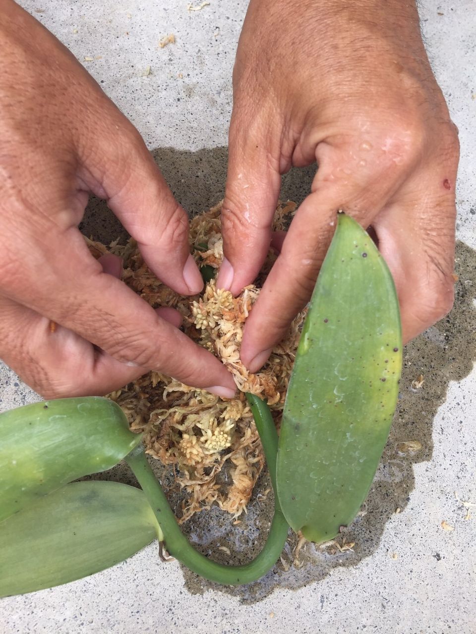 我が家にバニラがやってきた 種まきさんの種まきブログ 沖縄から