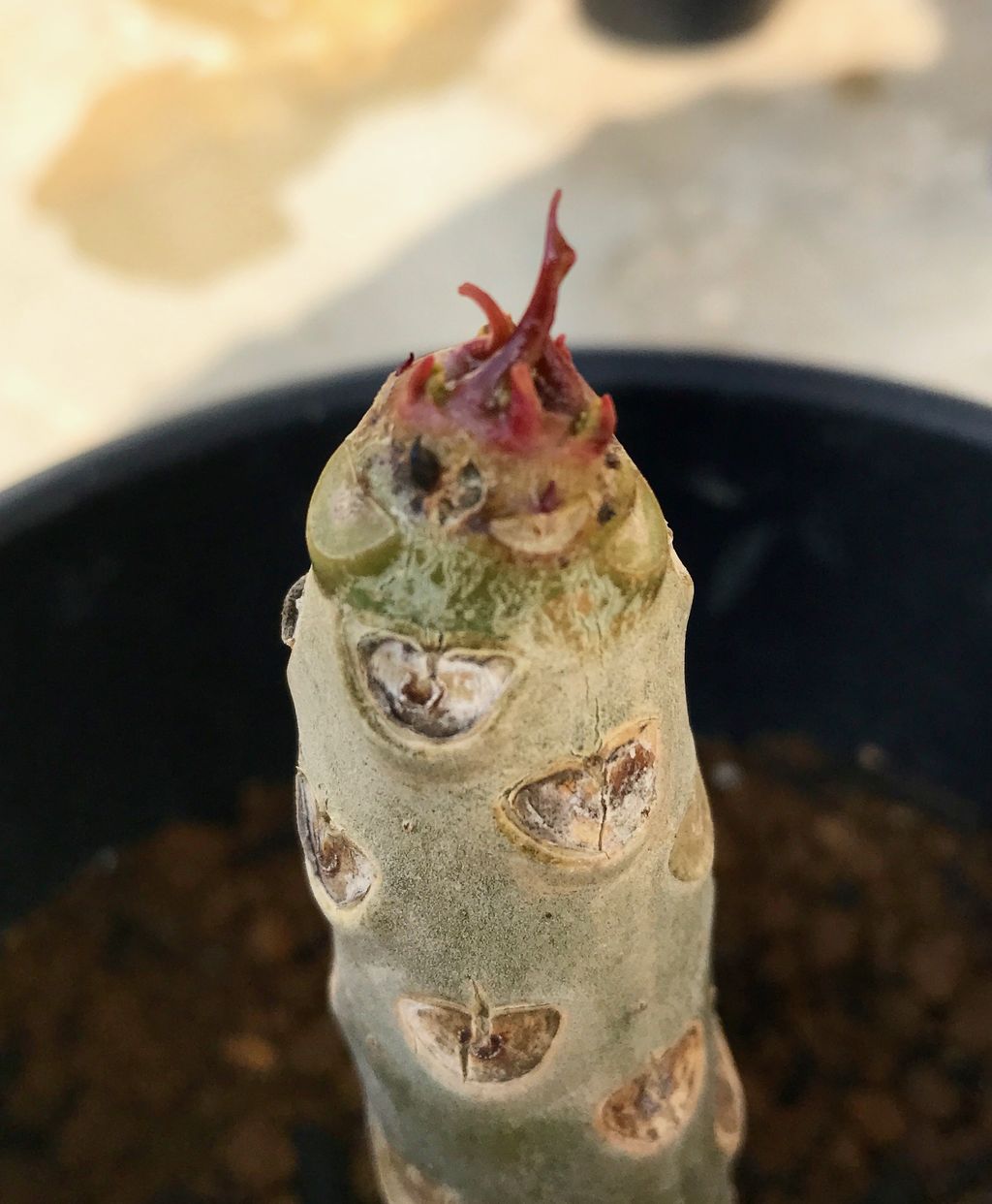 我が家にプルメリアがやってきた 5 種まきさんの種まきブログ 沖縄から