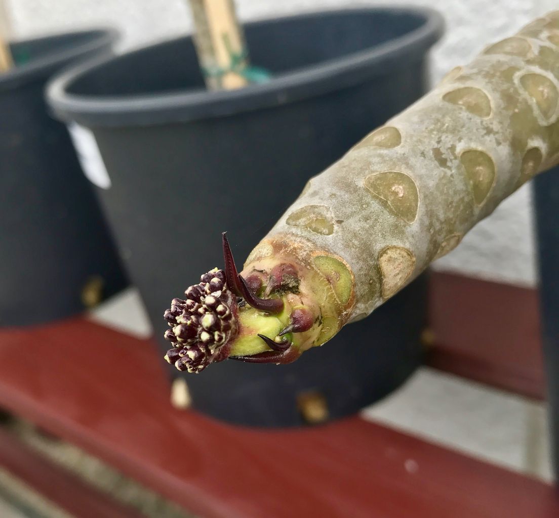 我が家にプルメリアがやってきた 16 種まきさんの種まきブログ 沖縄から