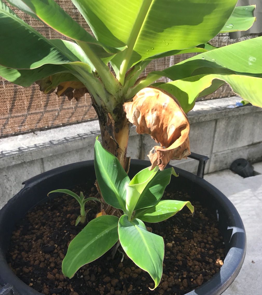 種まきさんの種まきブログ 沖縄から