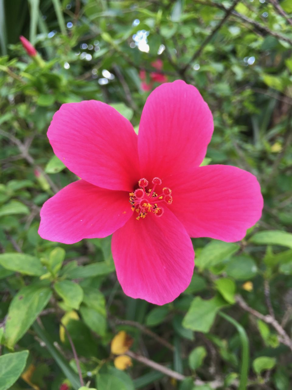 我が家にハイビスカスがやってきた 種まきさんの種まきブログ 沖縄から