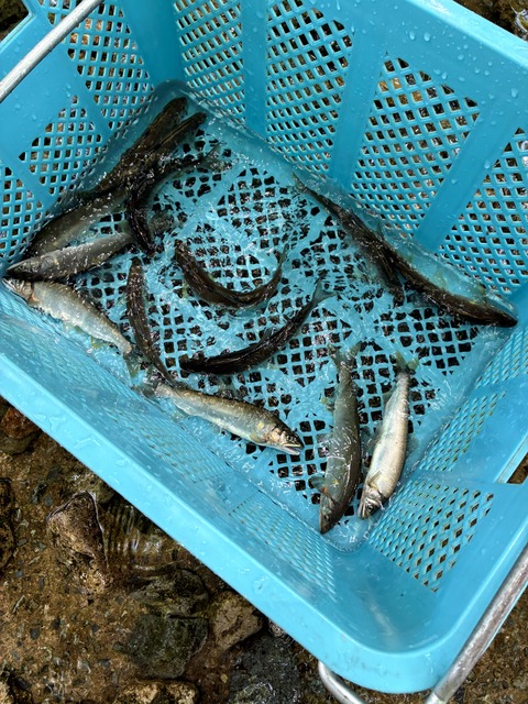 2026-07-25 007