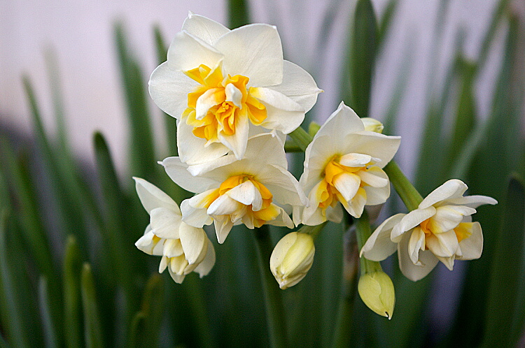 水仙の花 Blog Life