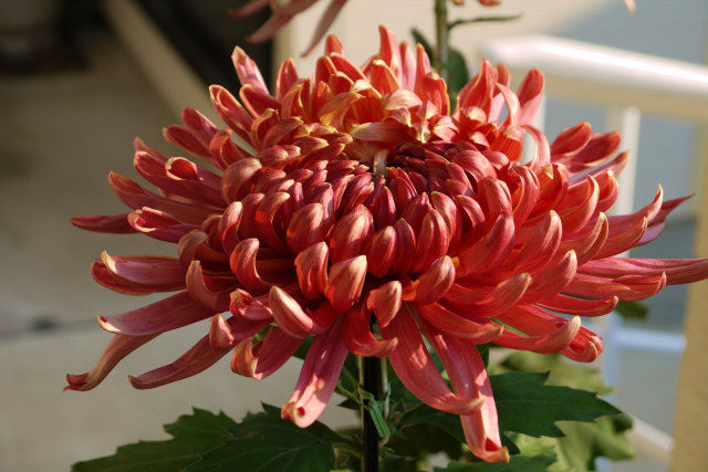 菊 大輪 フクちゃんの写真