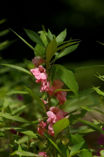 鳳仙花 ほうせんか フクちゃんの写真