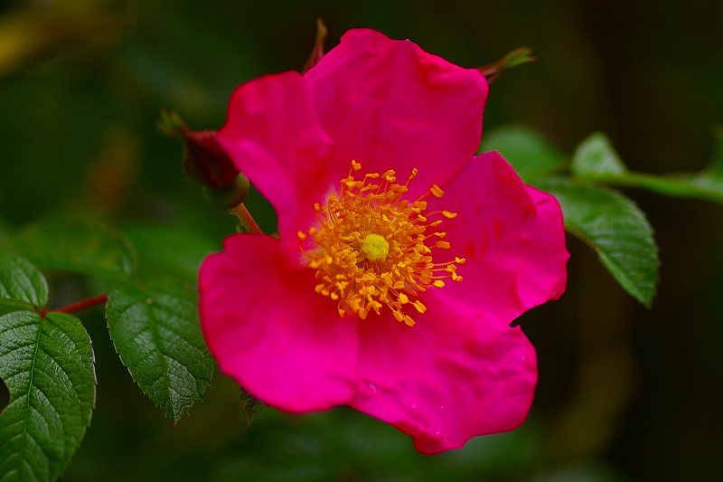 一重のバラ ピンク フクちゃんの写真