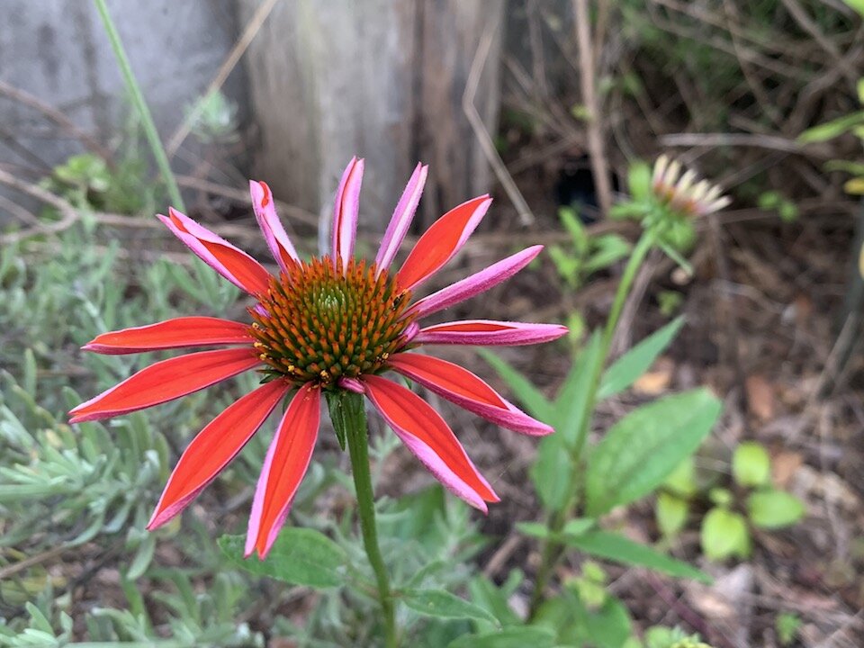 エキナセアが咲きました Non40 S Lifeのやることなすこと勝手気まま