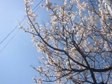 春3.15'06