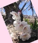 sakurasakura