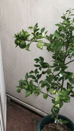 image1