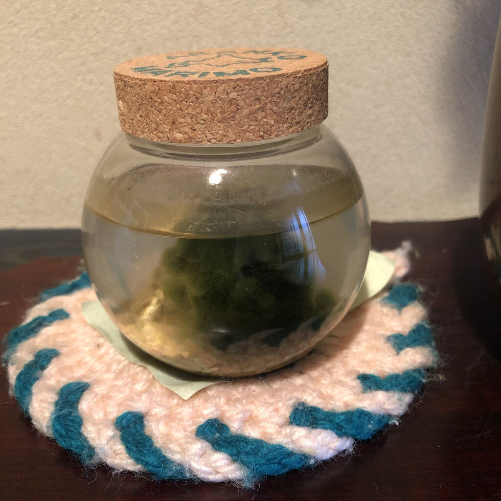 お土産にマリモ 阿寒湖 名も無き旅人の旅ブログ 仮