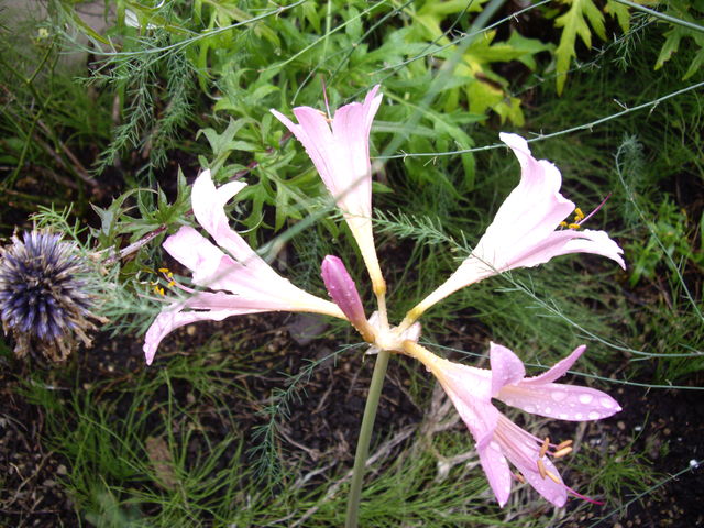 夏水仙 花と遊ぶ