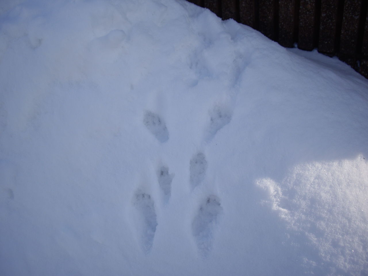 可愛い足跡 花と遊ぶ