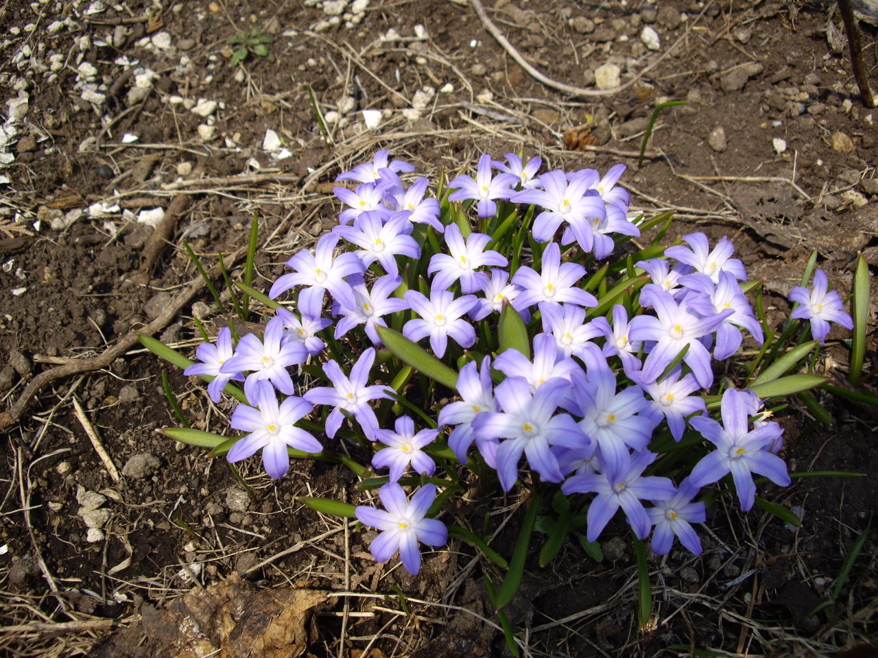 イエイオン 花と遊ぶ イエイオン 花と遊ぶ