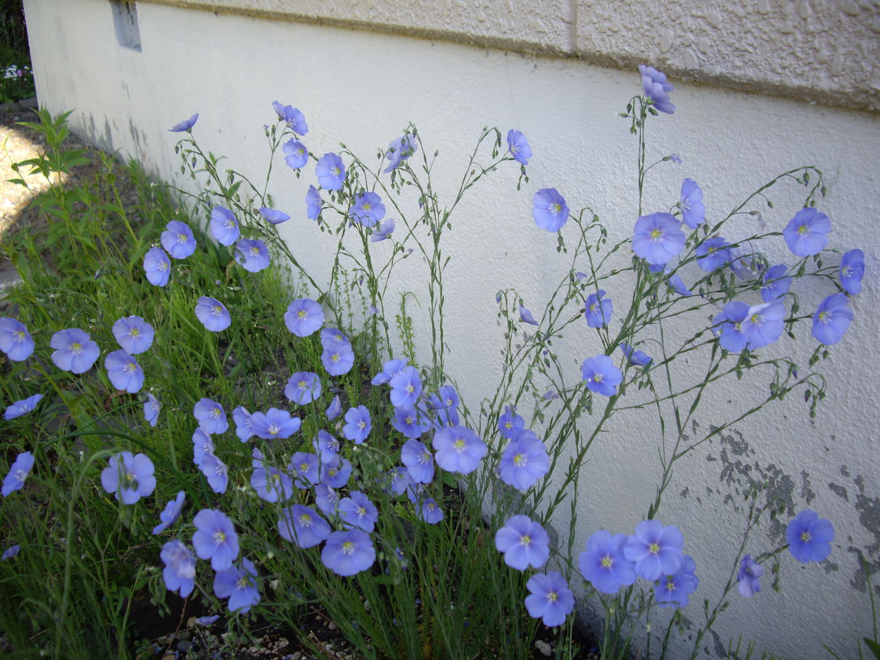 青い花たち 花と遊ぶ