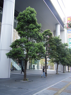DSCF6254