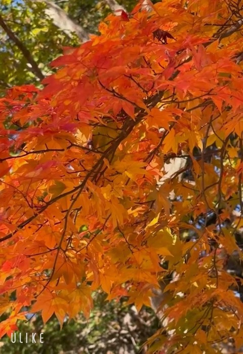 beauty_20251126155234