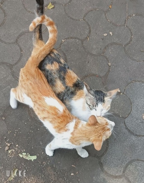 beauty_20250129151749