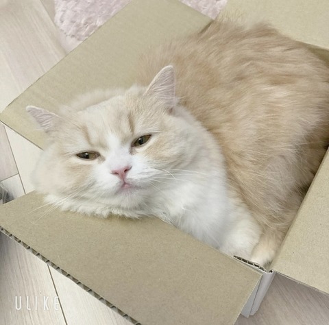 beauty_20241228150951