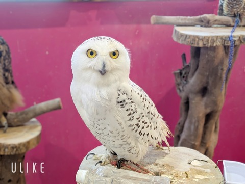 beauty_20250507131903